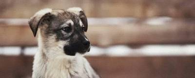 В Красноярске закрывают крупнейший приют для собак «Алькин дом»
