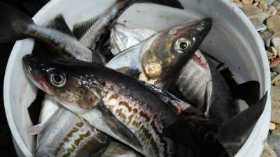 Обвал оптовых цен на минтай вызвал остановку поставок рыбы на российском рынке nbsp
