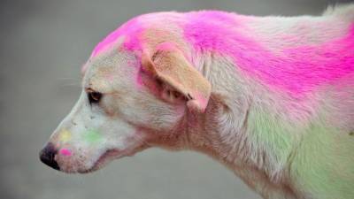 Видео: в Подмосковье и Нижегородской области появились цветные собаки