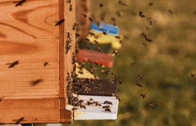 Высоцкий: Спрос на дотации для пчеловодов вдвое превысил ожидания