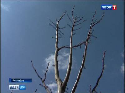 В Ростове сегодня ожидается до +16 градусов тепла