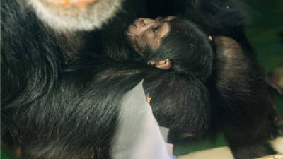 Выход в свет: в харьковском экопарке впервые показали малышей-шимпанзе