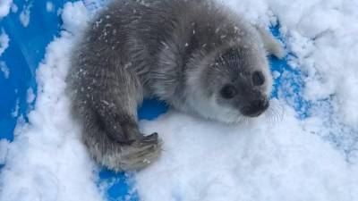 Морозная зима в Петербурге помогла выжить нерпам и тюленям