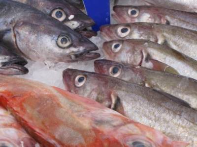 Из-за действий Китай обвалились цены на минтай, а поставки рыбы остановились