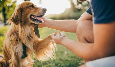 Опрос: половина владельцев собак предпочитают их компанию общению с людьми