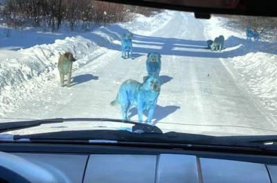 Рядом с химическим заводом в Дзержинске бегает стая голубых собак