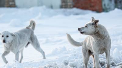 Дело о нападении бродячих собак впервые в России дошло до суда