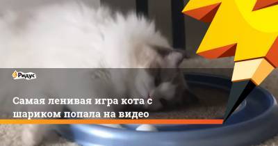 Самая ленивая игра кота с шариком попала на видео