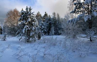 Мужчина и женщина насмерть замерзли в зимнем лесу возле Запорожского