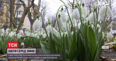 В Одессе среди зимы распустились первые цветы