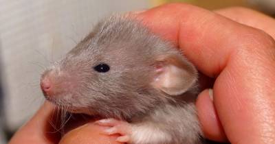 Мышь лабораторная: как живут грызуны в украинском Институте молекулярной биологии и генетики - tsn.ua - Украина