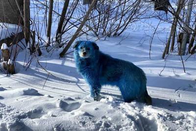 Госдума выяснит причины появления стай синих собак в российских городах