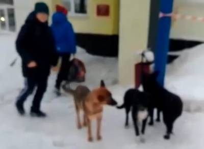 У школы в Касимове регулярно появляется стая собак – соцсети