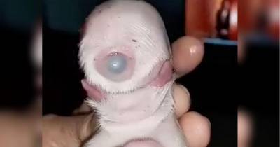 Инопланетная внешность: на Филиппинах родился щенок-циклоп