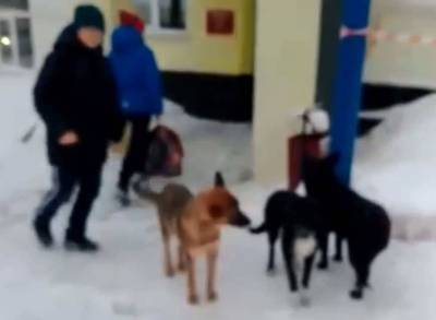 У школы в Касимове регулярно появляется стая собак соцсети