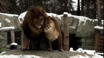 Влюбленные новосибирские львы готовятся ко Дню святого Валентина