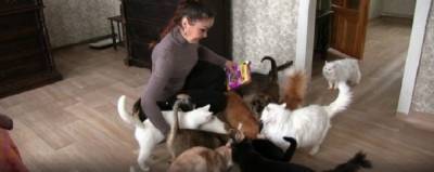 Женщина в Курске продала квартиру, чтобы создать приют для кошек