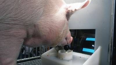 Свиньи удивили учёных способностью играть в игры