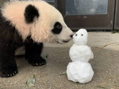 Панда весело играет в снегу: смешное видео, которое покорило сеть