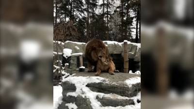 Видео из Сети. Влюбленные новосибирские львы готовятся к Дню святого Валентина