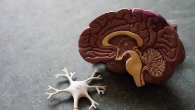 6 заблуждений о человеческом мозге