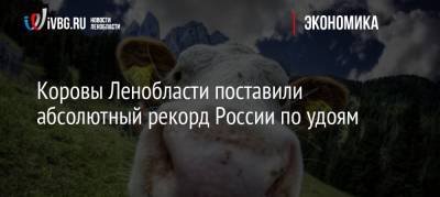 Коровы Ленобласти поставили абсолютный рекорд России по удоям