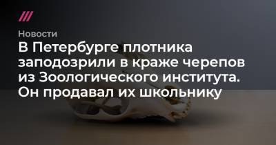 В Петербурге плотника заподозрили в краже черепов из Зоологического института. Он продавал их школьнику