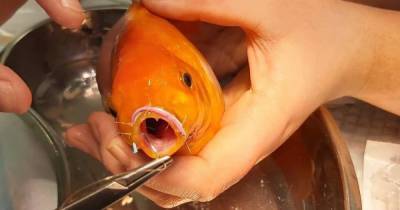Британка вылечила свою золотую рыбку, которая сломала челюсть при попытке съесть соседа по аквариуму
