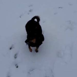 Собаку, которую в Запорожье бросили хозяева, забрала семья из Германии. Видео