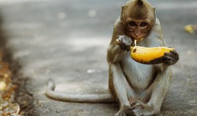 Запашный: проблемы с бананами вряд ли затронут слонов и обезьян в России