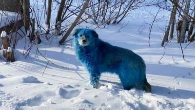 В Подмосковье обнаружили краску, из-за которой местные собаки стали зелеными