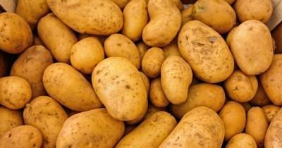 На фоне непогоды в Украине дорожает картофель: какие сейчас цены