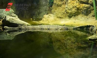 В Екатеринбурге ждут краснокнижного тропического крокодила
