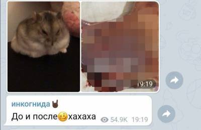 Петербургская студентка выложила фото расчлененного хомяка. Прокуратура начала проверку