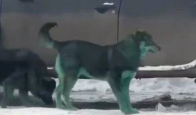 Найдена краска, сделавшая зелеными подмосковных собак