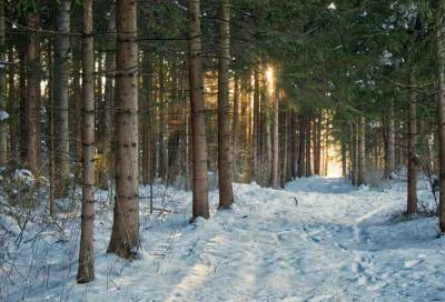 Мужчина и женщина замерзли насмерть в лесу под Приозерском