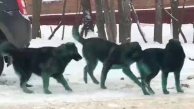 Ветеринары выяснили, почему в Подольске позеленели собаки