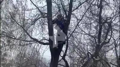 Мужчину сняли с дерева у рассматривающего дело Навального суда