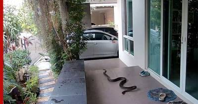 Змея попыталась съесть кошку на глазах у хозяина: видео