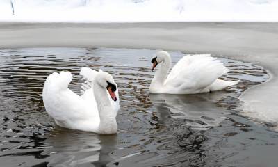 У лебедя в Литве обнаружен птичий грипп – Ветеринарная служба