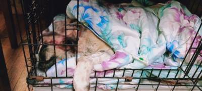 Зоозащитники в Петрозаводске просят помочь спасти собаку, которую нашли со страшной раной на голове (ФОТО)