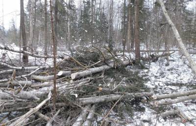 Вальщик леса погиб в Сенненском районе