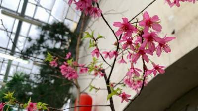 В Ботаническом саду зацвела первая в 2021 году сакура