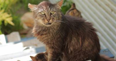 Калининградка создала хоспис для покалеченных и старых кошек