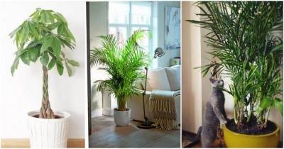 12 комнатных растений, которые очищают воздух и безопасны для кошек