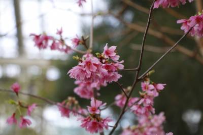 Ботанический сад Петра Великого зовёт полюбоваться на цветущую сакуру