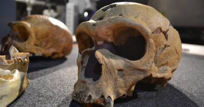 Ученые создали "мини-мозг", чтобы выяснить отличия современных людей от неандертальцев (фото)