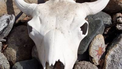 Зоологический институт Петербурга сообщил о краже 50 черепов древних животных