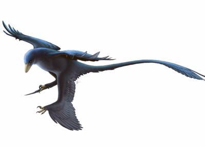 Палеонтологи: Пернатые динозавры меняли кожу фрагмент за фрагментом