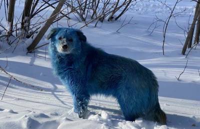 В России обнаружили стаю бездомных собак голубого цвета